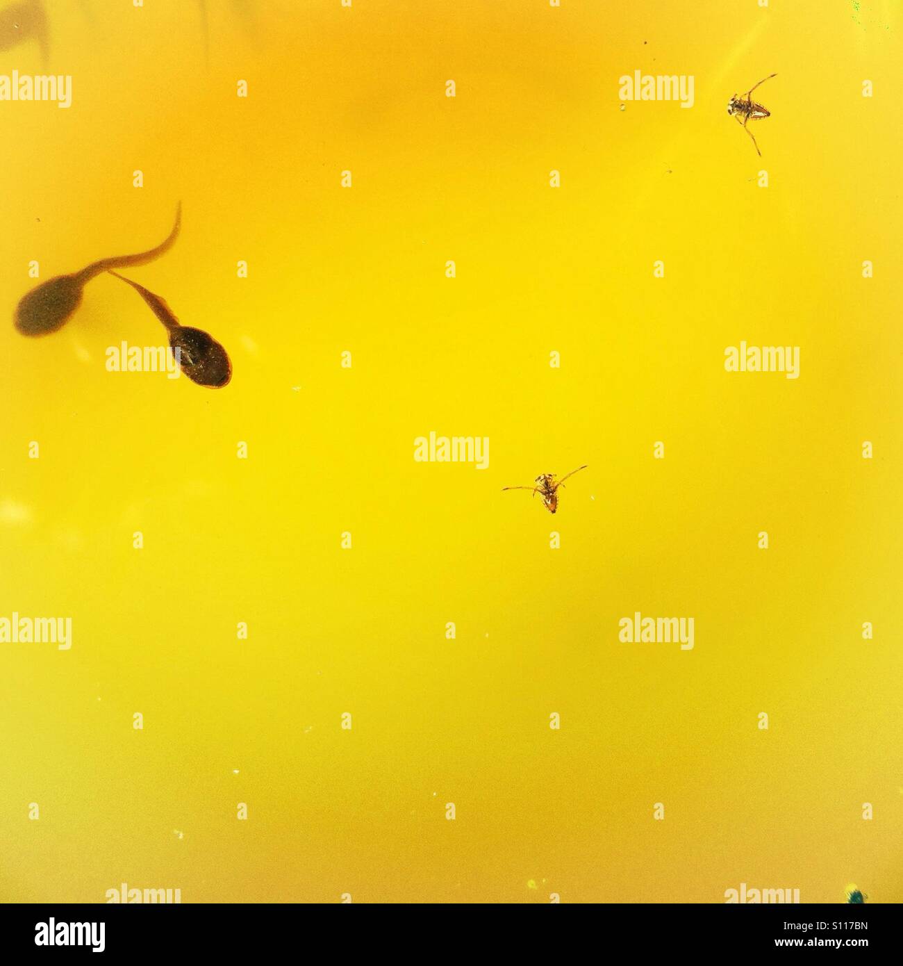 Tadpoles and Water boatman in the shallow waters of a garden pond Stock
