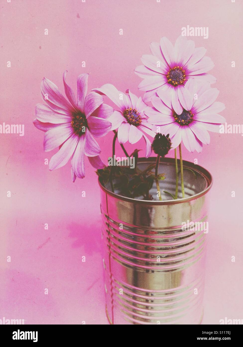 Daisy flowers with a coloured filter applied - Smartphone Captured Stock Image