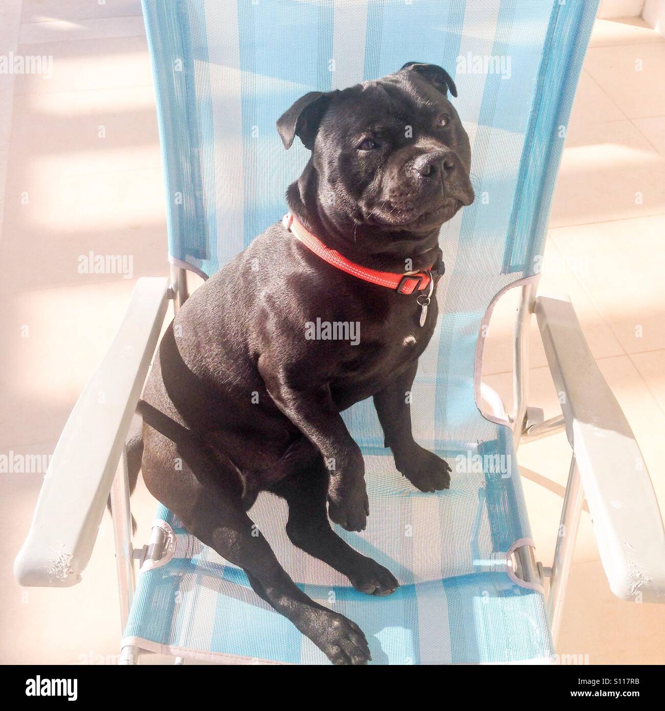 Staffordshire bull terrier dog sitting on a deckchair with his paw up, raised. - Smartphone Captured Stock Image