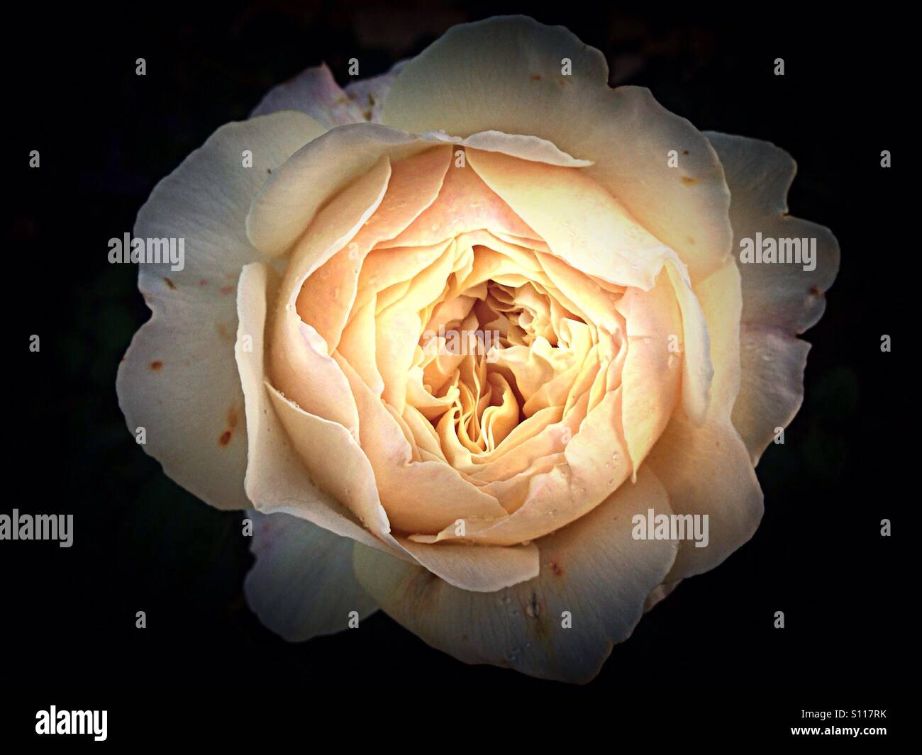 Rose and white flower hi-res stock photography and images - Alamy