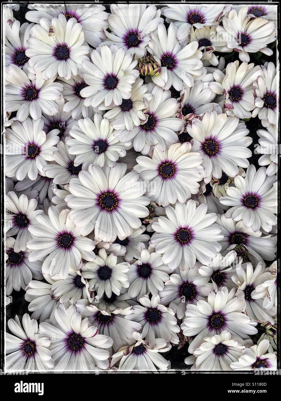 White flower with purple center hi-res stock photography and images - Alamy