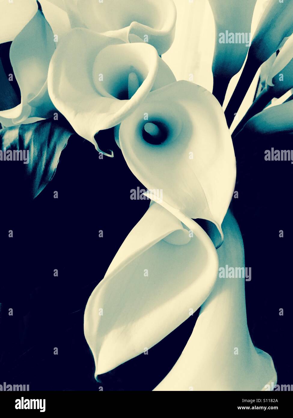 Calla lilies - Smartphone Captured Stock Image
