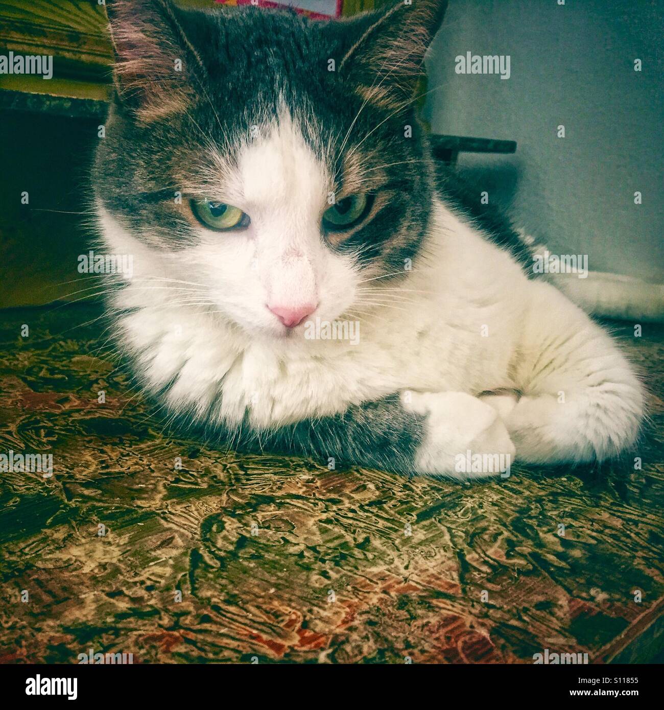 Grumpy cat Stock Photo