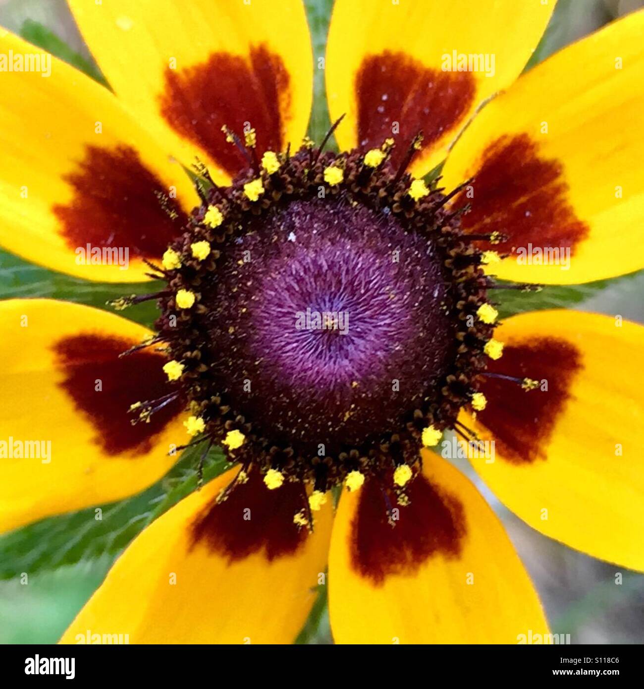 Black-eyed Susan - Smartphone Captured Stock Image