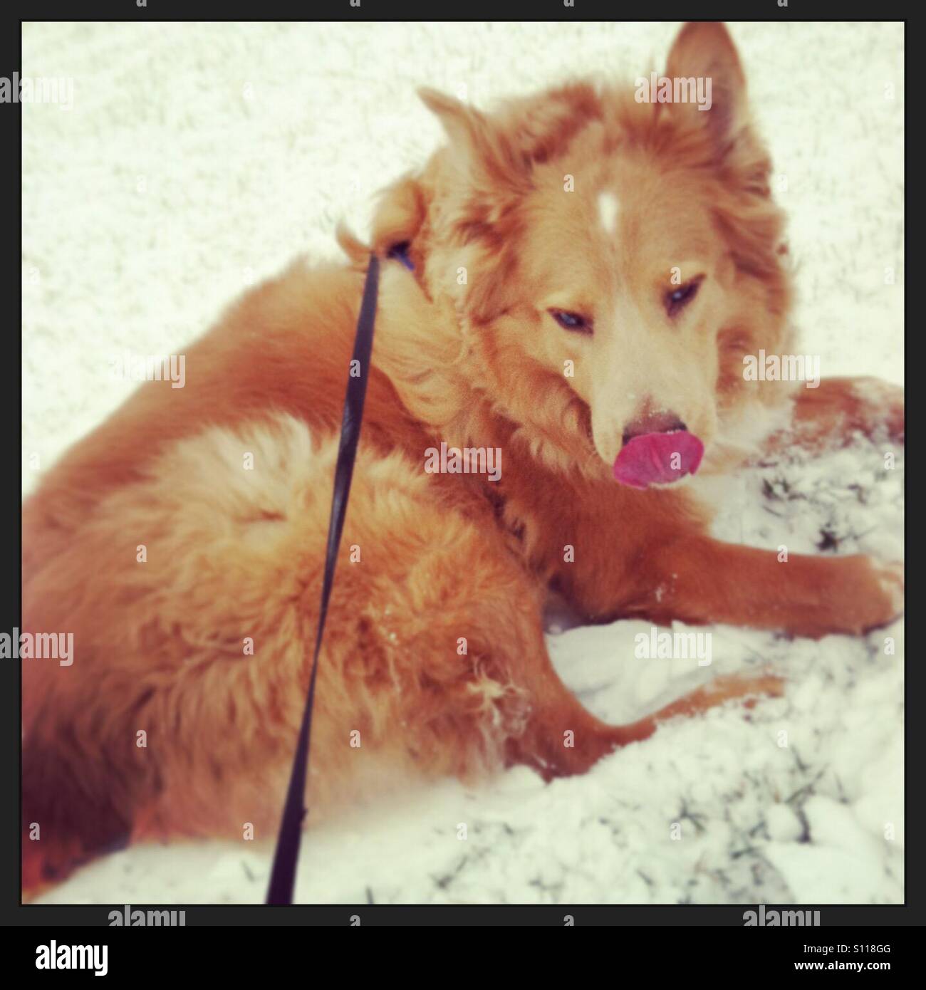 Dog licking his nose while lying in the snow Stock Photo Alamy
