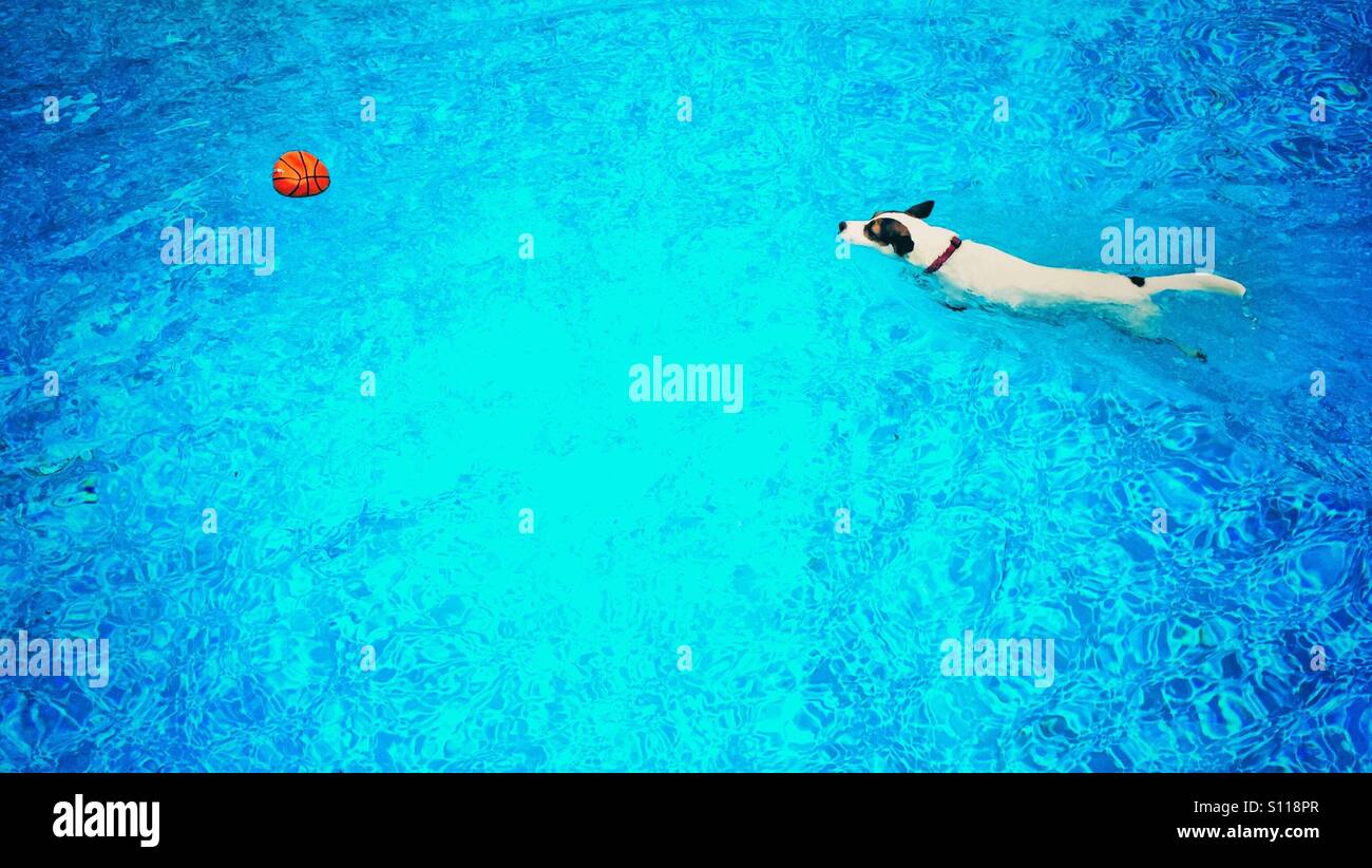 High angle view of a dog swimming towards orange ball in swimming pool - Smartphone Captured Stock Image