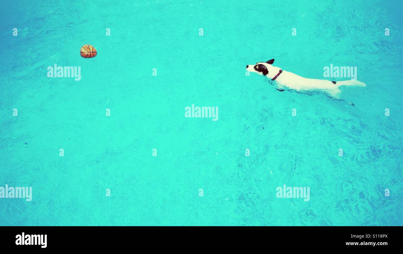 White dog swimming in turquoise waters towards an orange ball. 16:9 - Smartphone Captured Stock Image