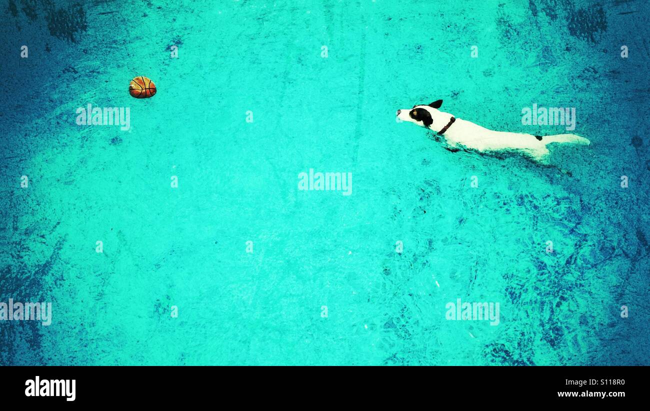HIgh angle view of a dog swimming towards a ball in blue waters of an outdoor pool - Smartphone Captured Stock Image