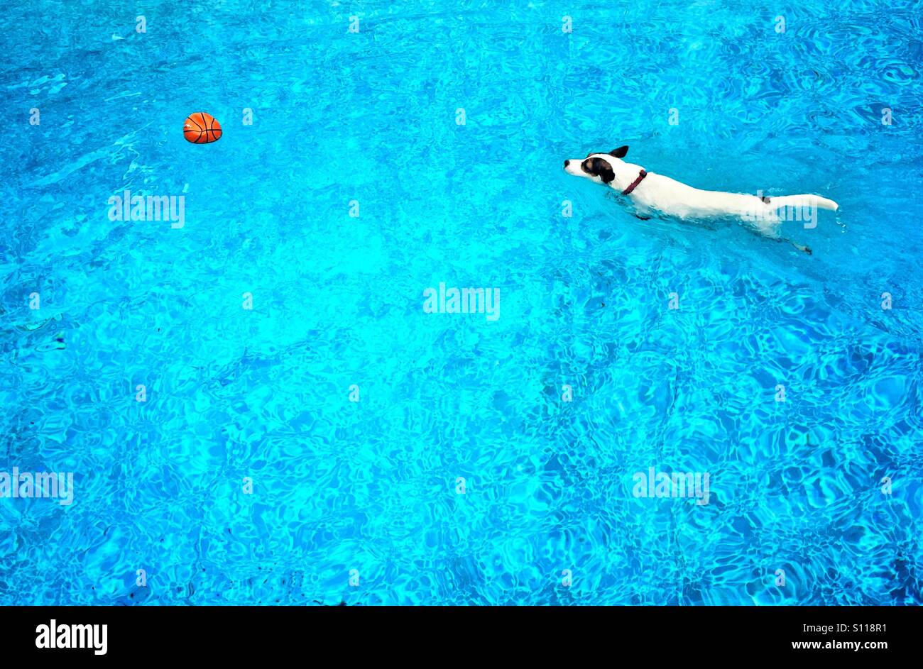 White dog swimming towards an orange ball in a blue swimming pool. - Smartphone Captured Stock Image