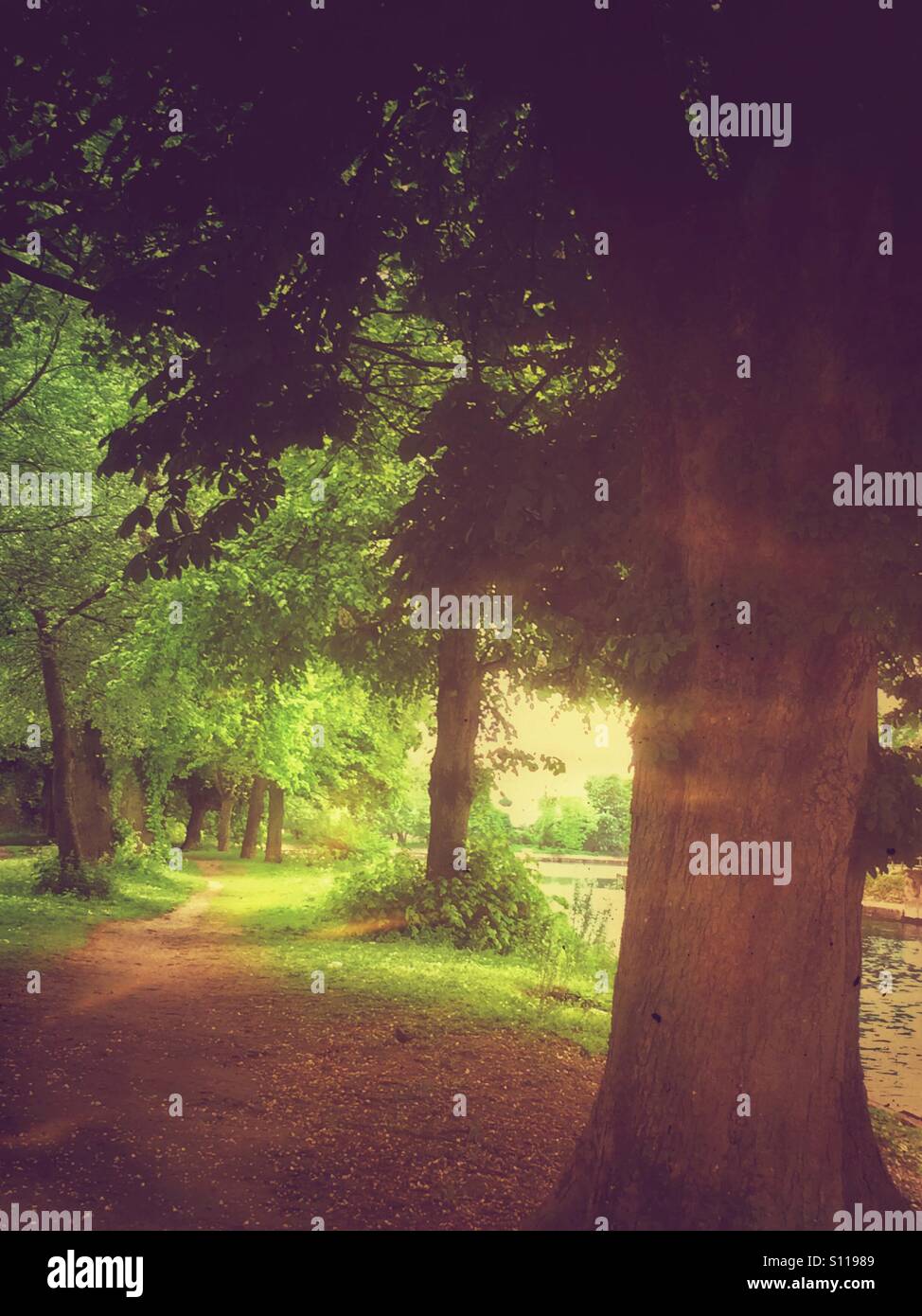 Path through line of trees England UK United Kingdom GB Great Britain - Smartphone Captured Stock Image