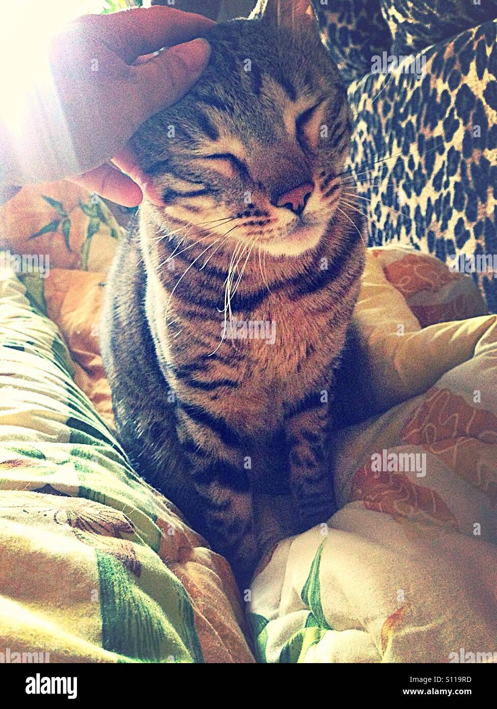 Morning is always good with cat - Smartphone Captured Stock Image