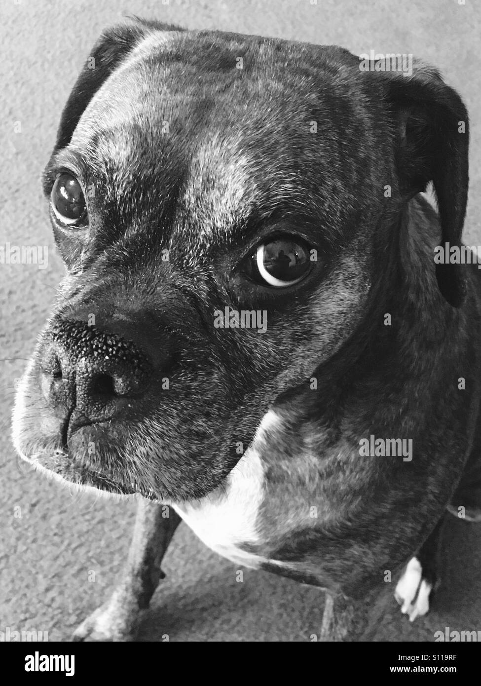 Black and white boxer hires stock photography and images Alamy