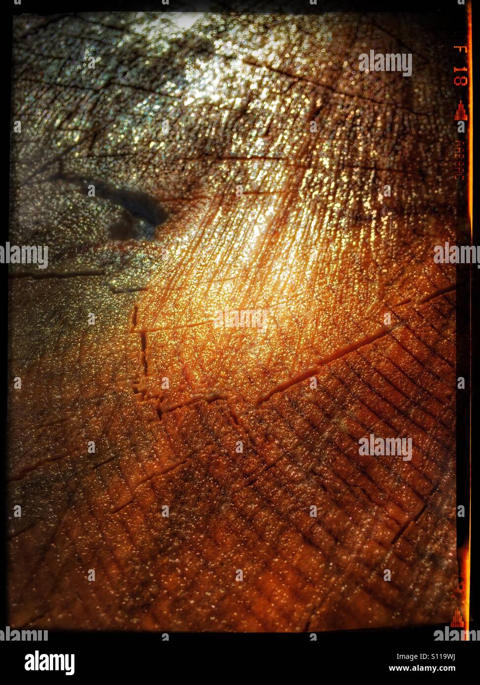 Ponderosa Pine tree rings. Arizona. USA Stock Photo - Alamy