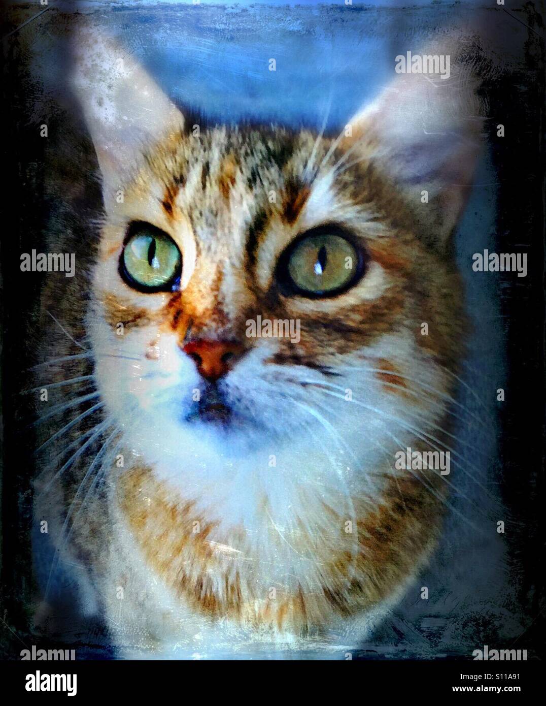 ...what a look...! - Smartphone Captured Stock Image