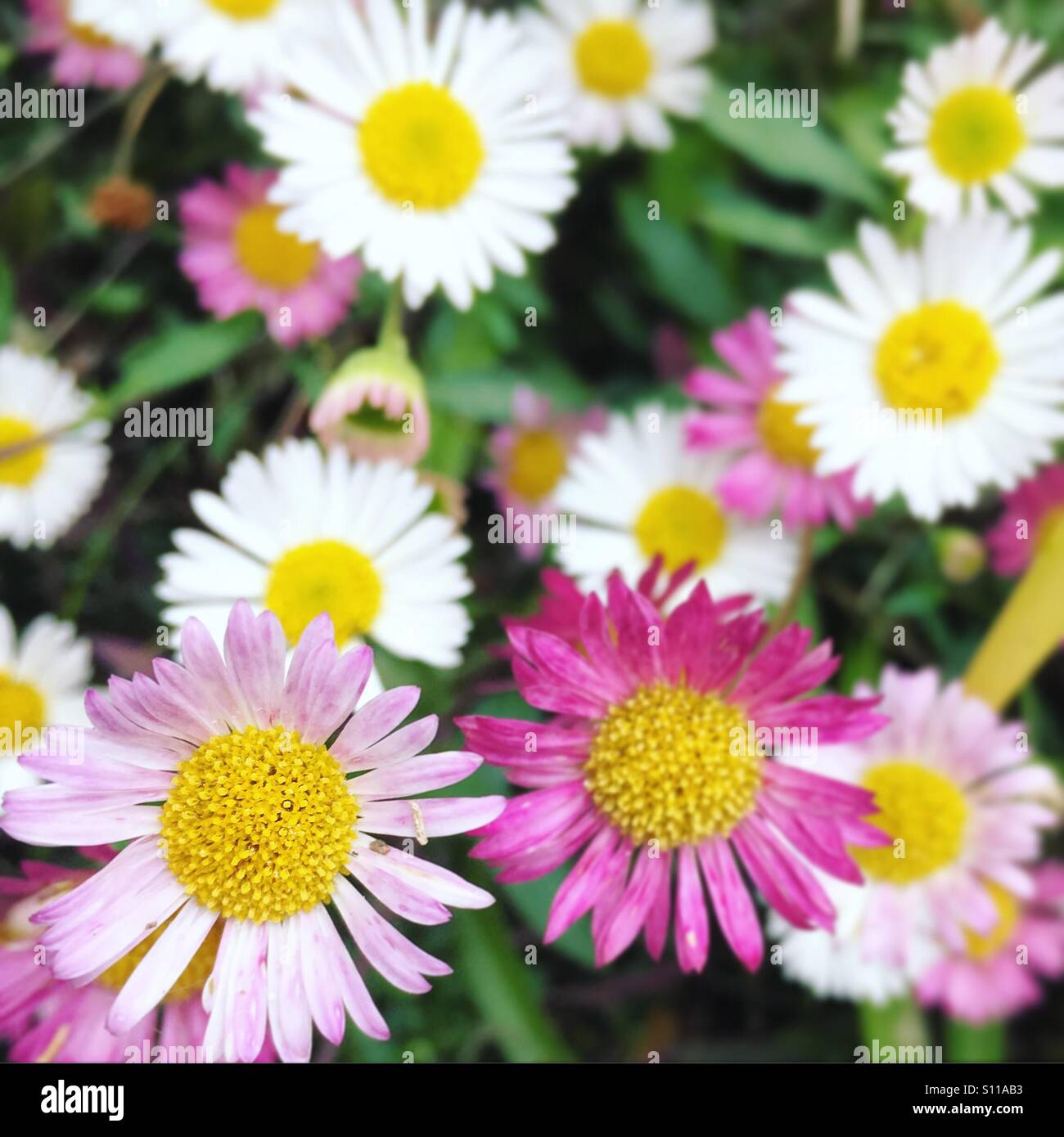 Pink and white daisies Stock Photo