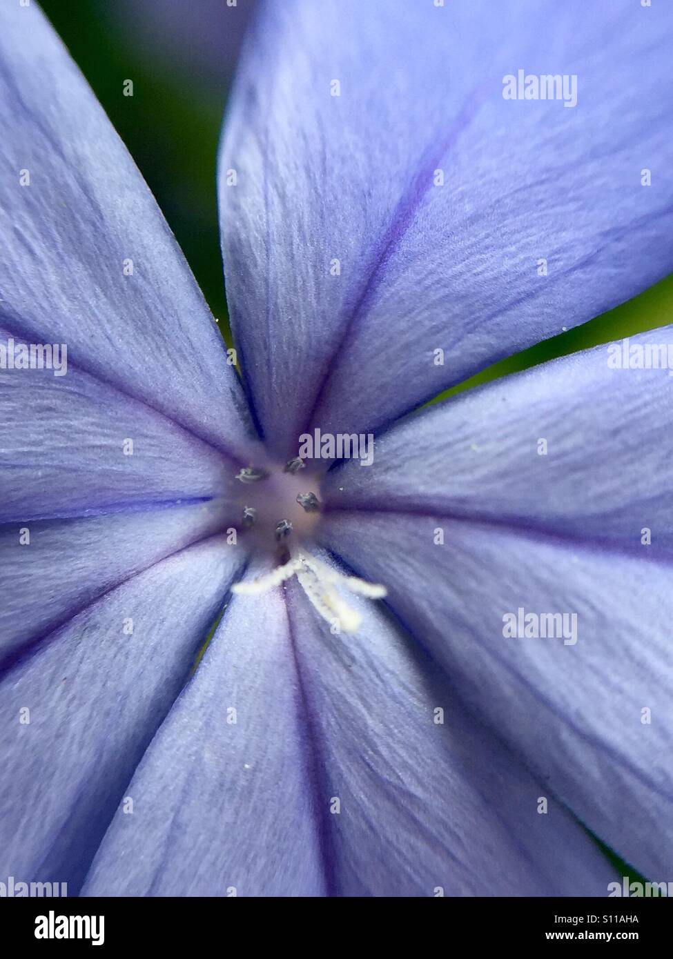 Plumbago bloom - Smartphone Captured Stock Image