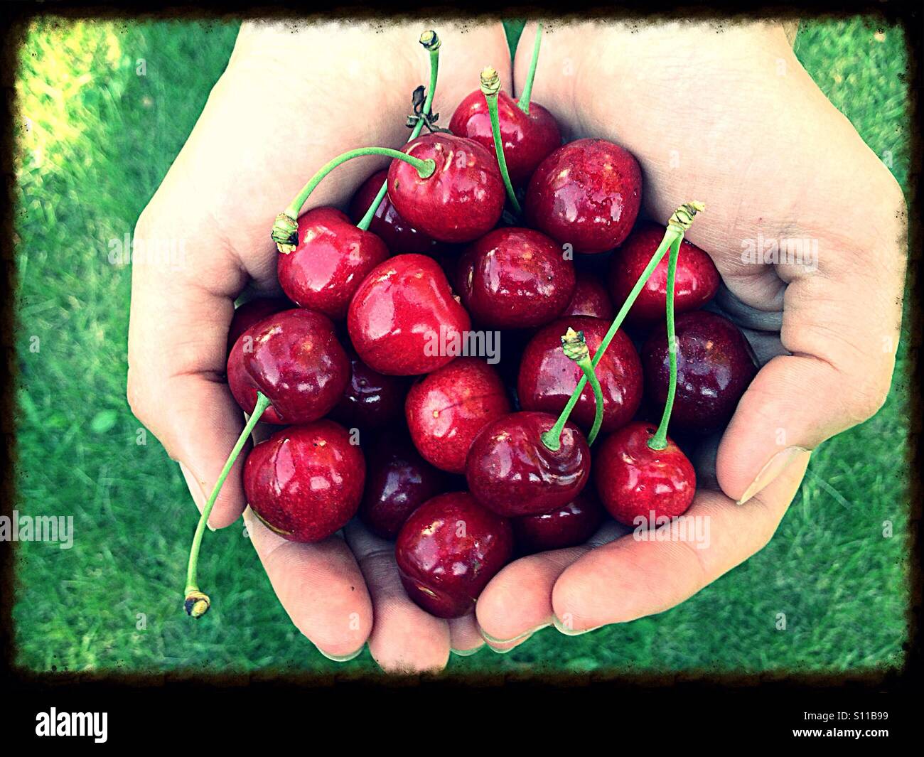 Handful of cherries in both hands - Smartphone Captured Stock Image