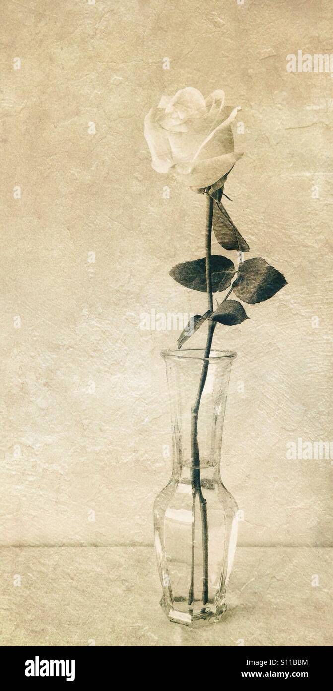A single white rose in a vase, with texture Stock Photo Alamy
