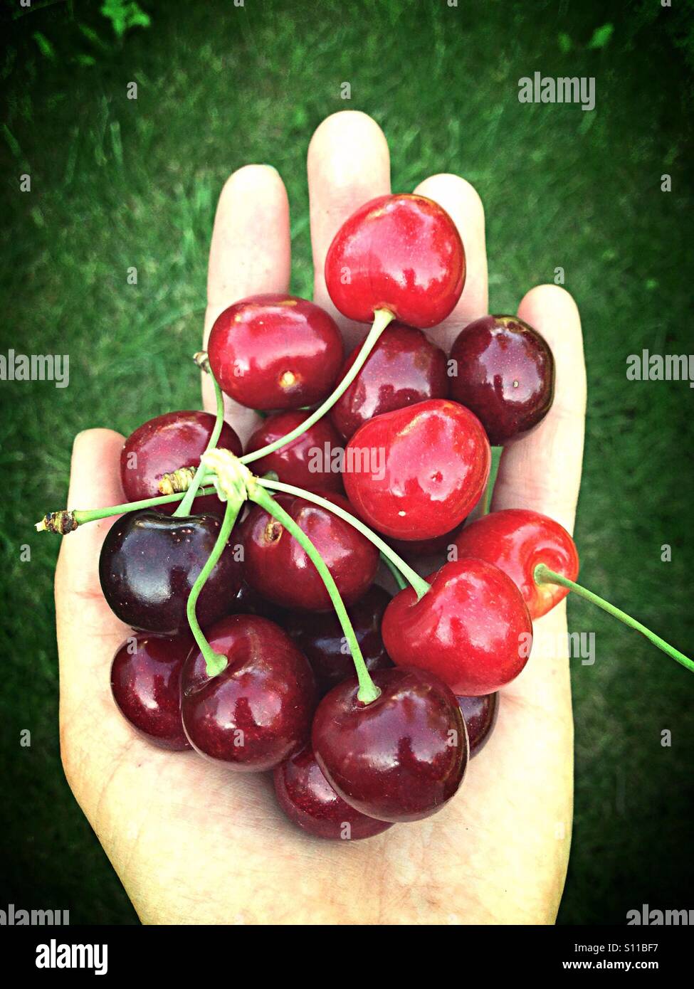 Handful of cherries Stock Photo