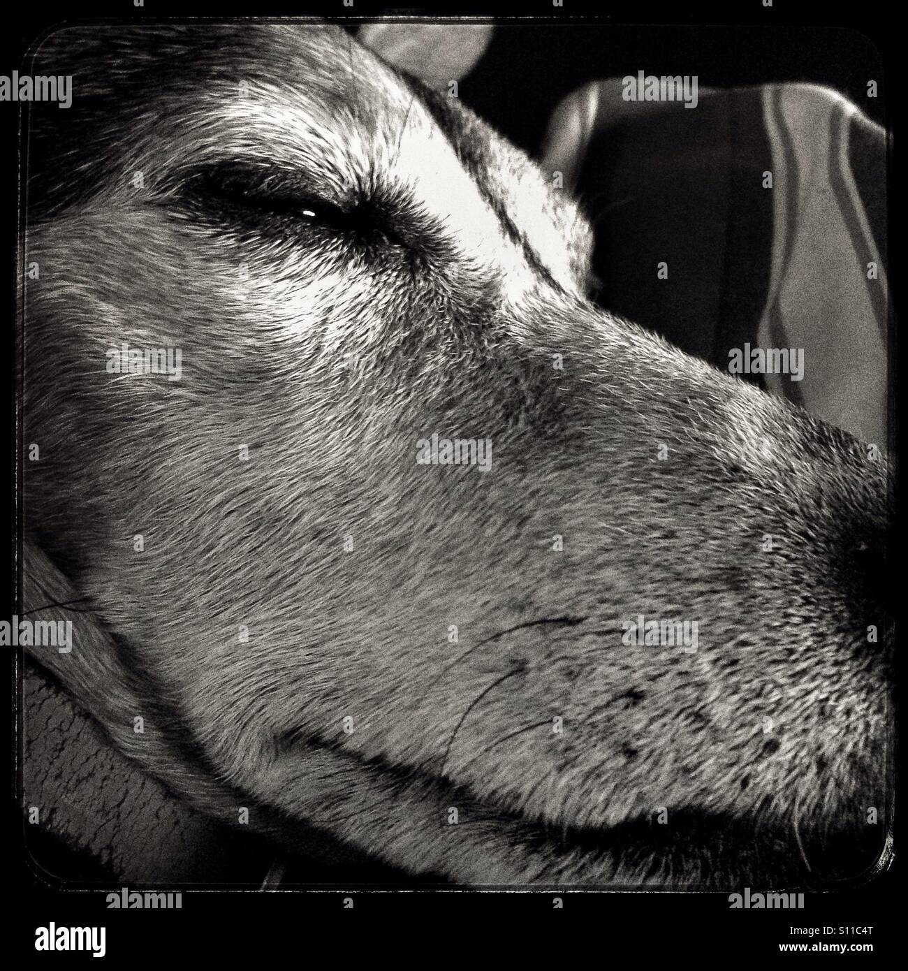 Sleepy dog. - Smartphone Captured Stock Image