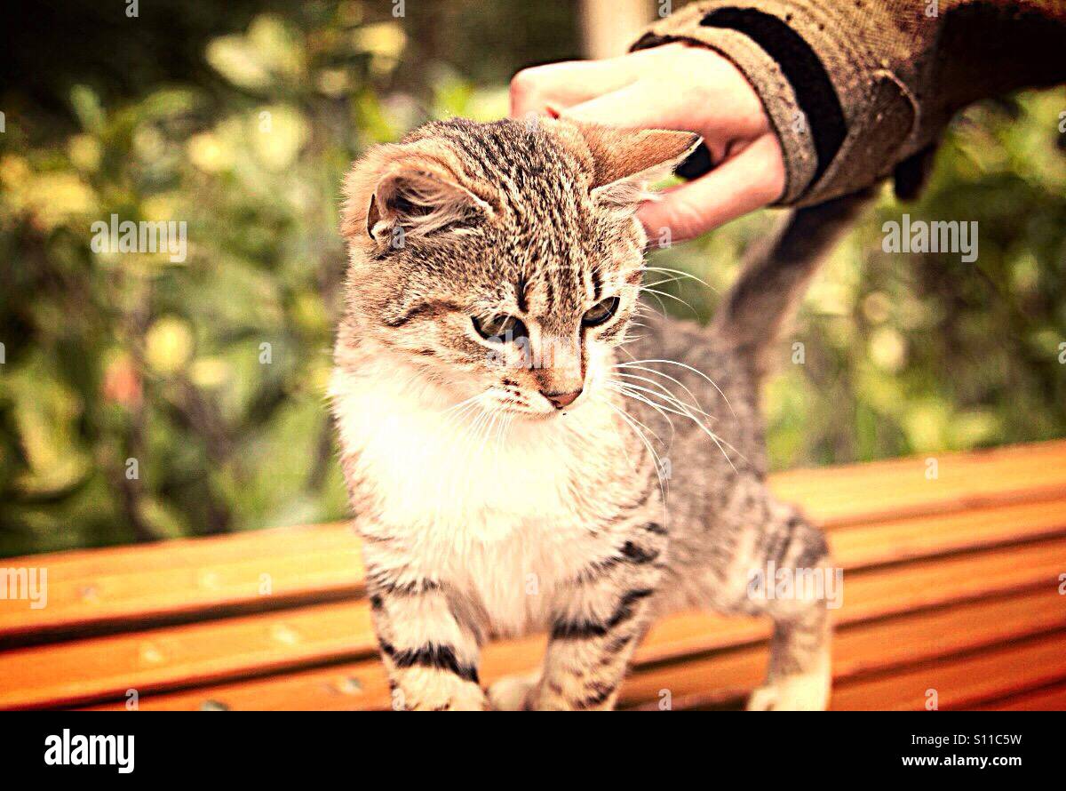 Hand stroking small cat - Smartphone Captured Stock Image