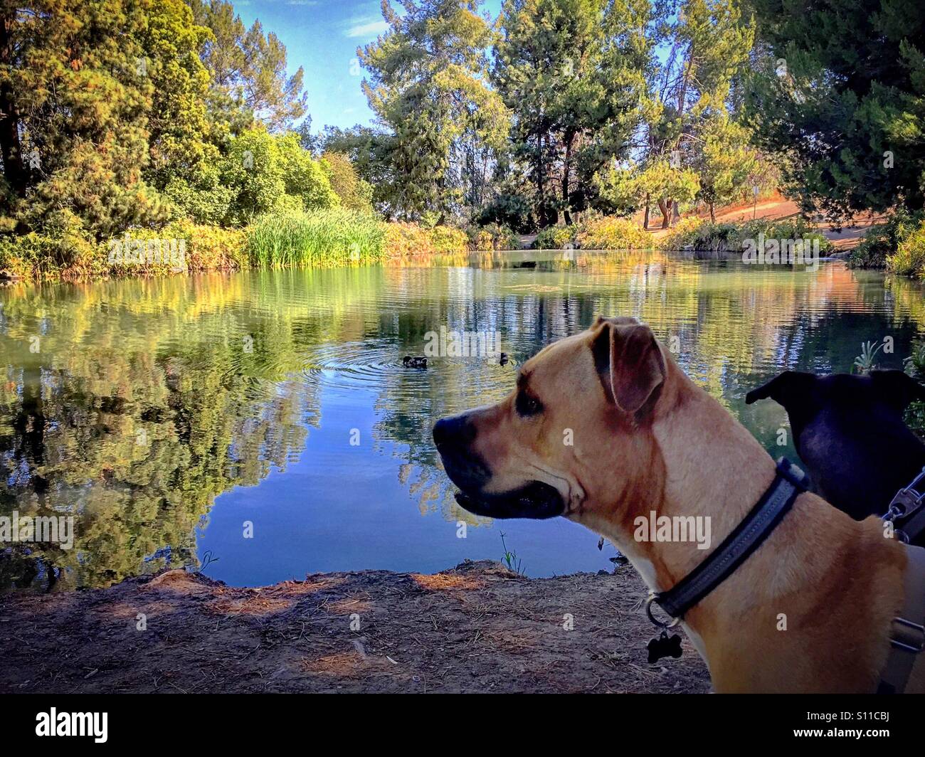 Hike with dog hi-res stock photography and images - Alamy