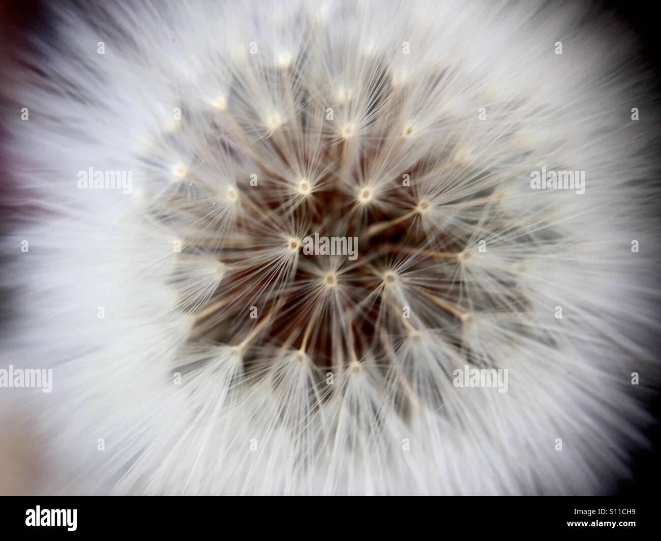 Dandelion fluff stockimo hi-res stock photography and images - Alamy