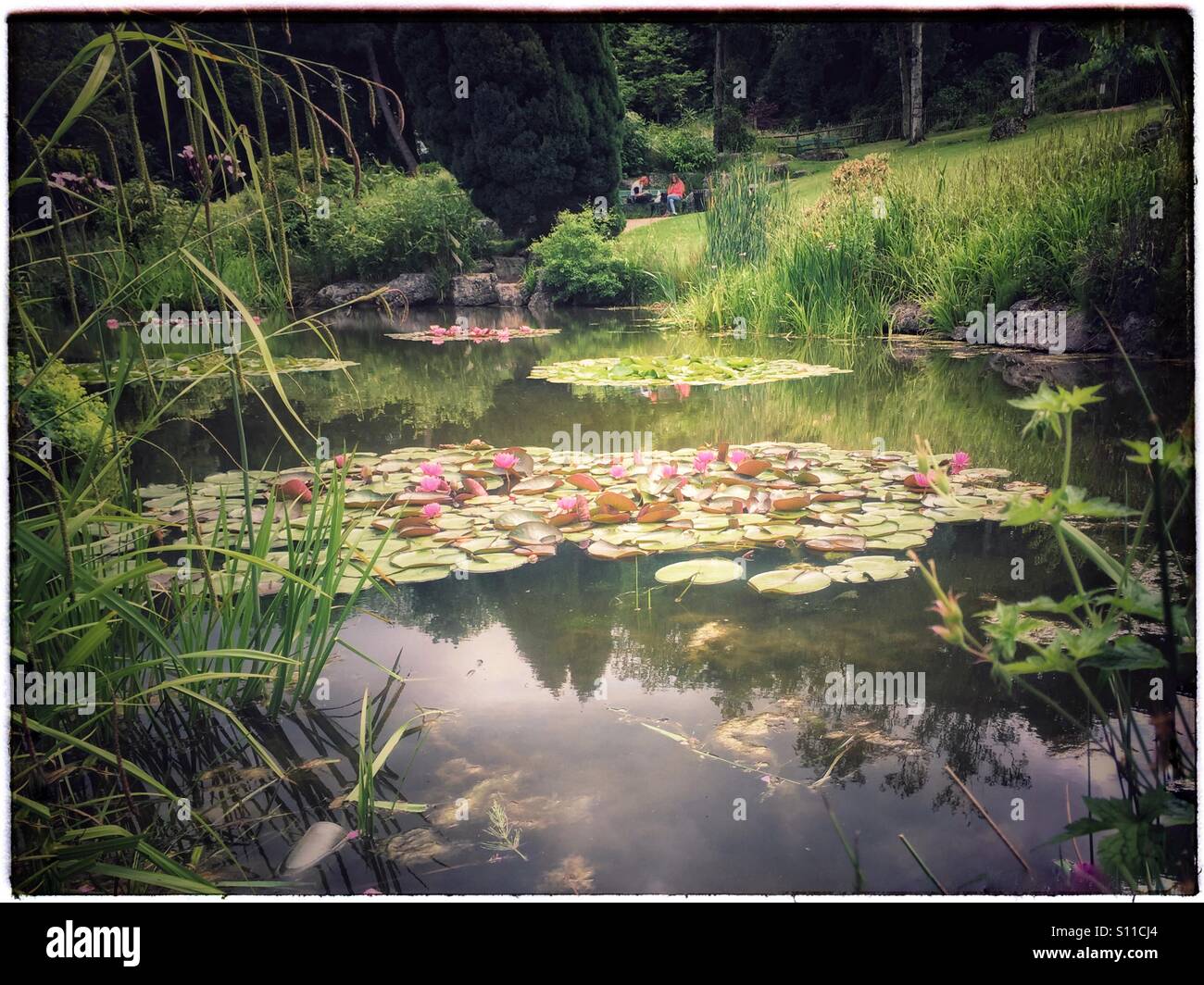 Lily pads in a Japanese garden Stock Photo Alamy