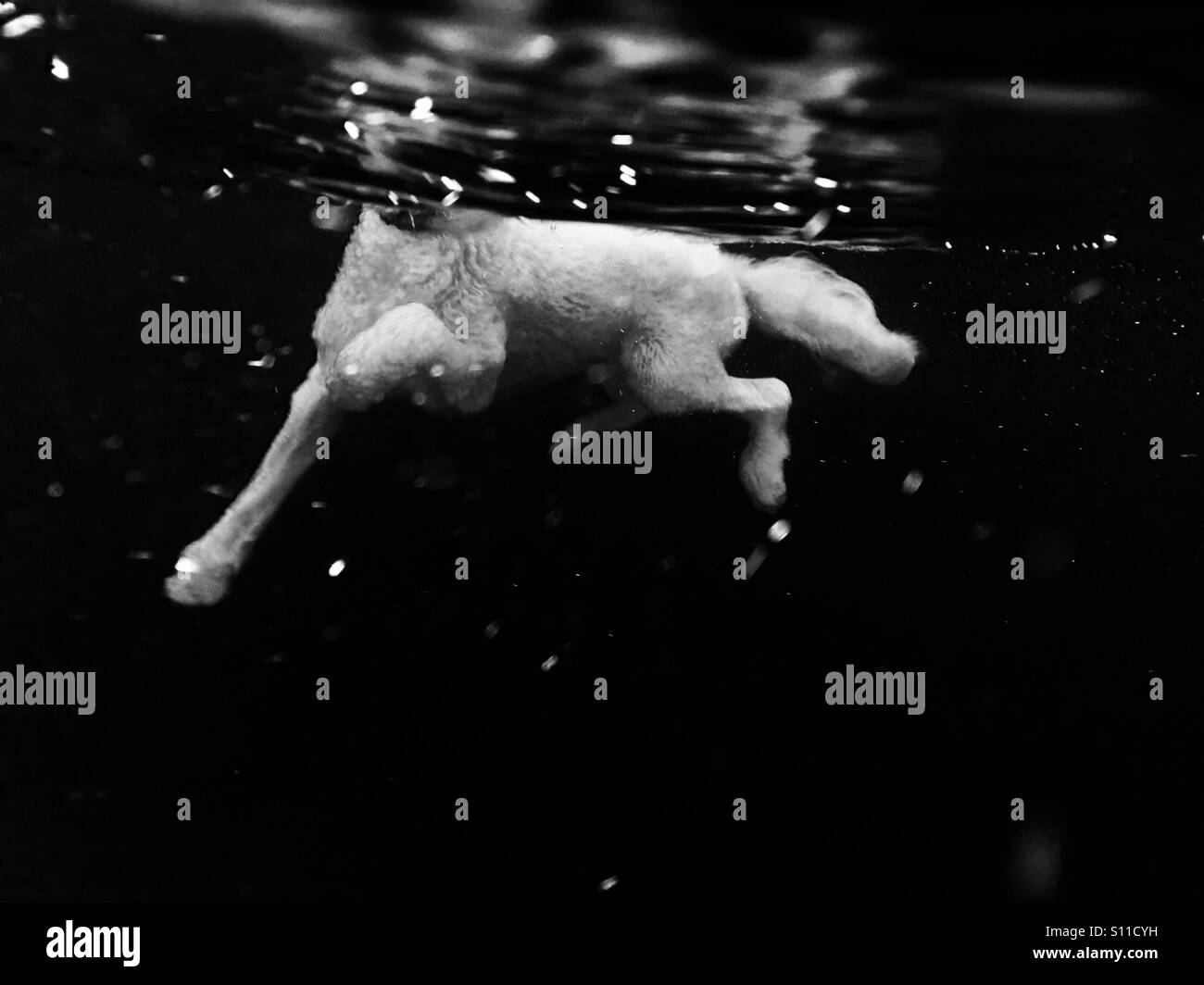 An under water shot of a white labradoodle dog swimming. Stock Photo