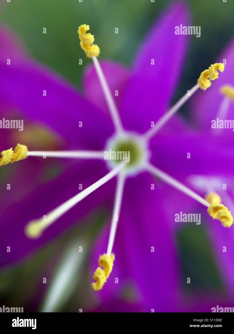 Macro of mountain pinks' anthers - Smartphone Captured Stock Image