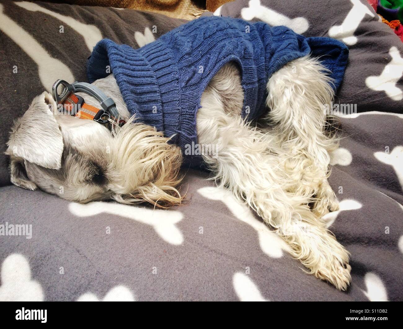 Can Dogs Sleep In Sweaters