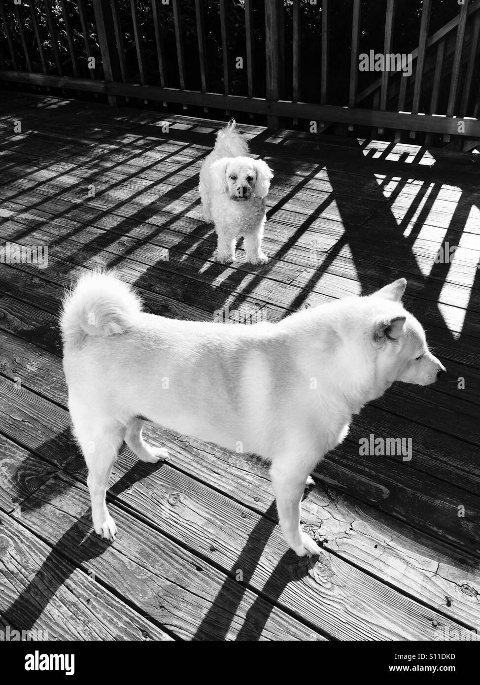 Dogs in morning light - Smartphone Captured Stock Image