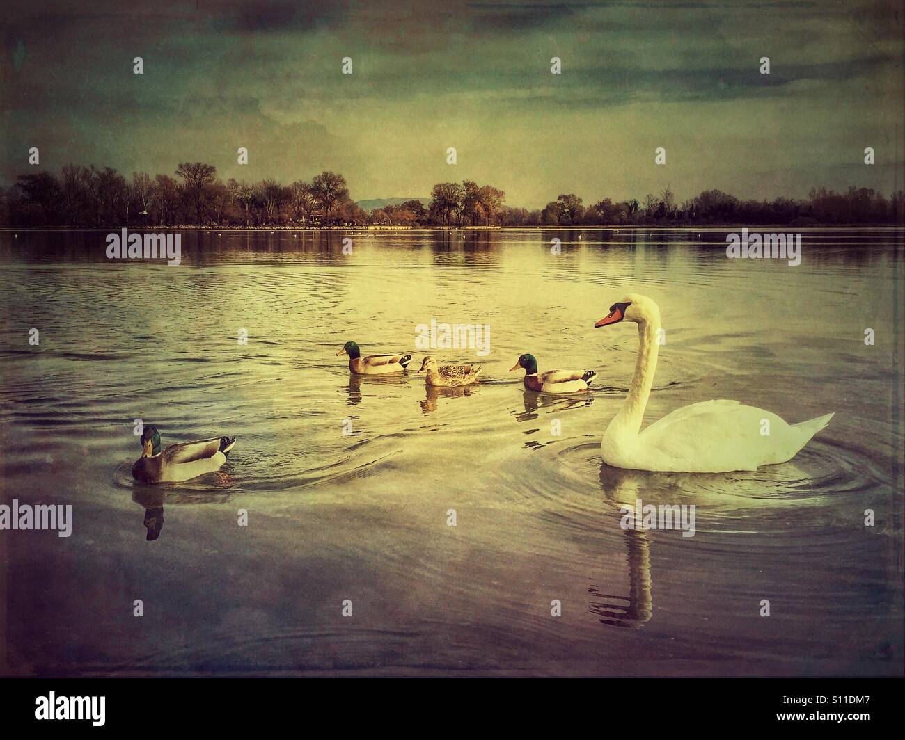 Swan and ducks swimming in the Isonzo river - Isola della Cona Natural Reserve in Italy - Smartphone Captured Stock Image