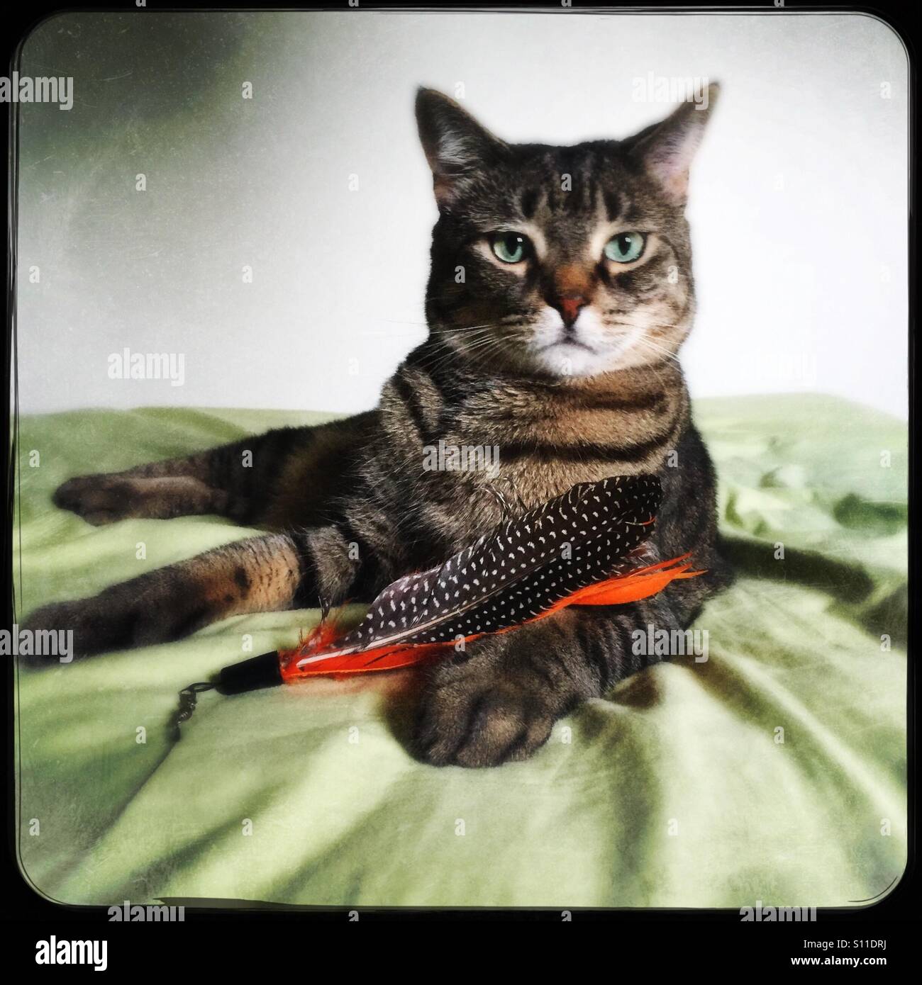 My beautiful Bengal mix girl with her feather toy - Smartphone Captured Stock Image