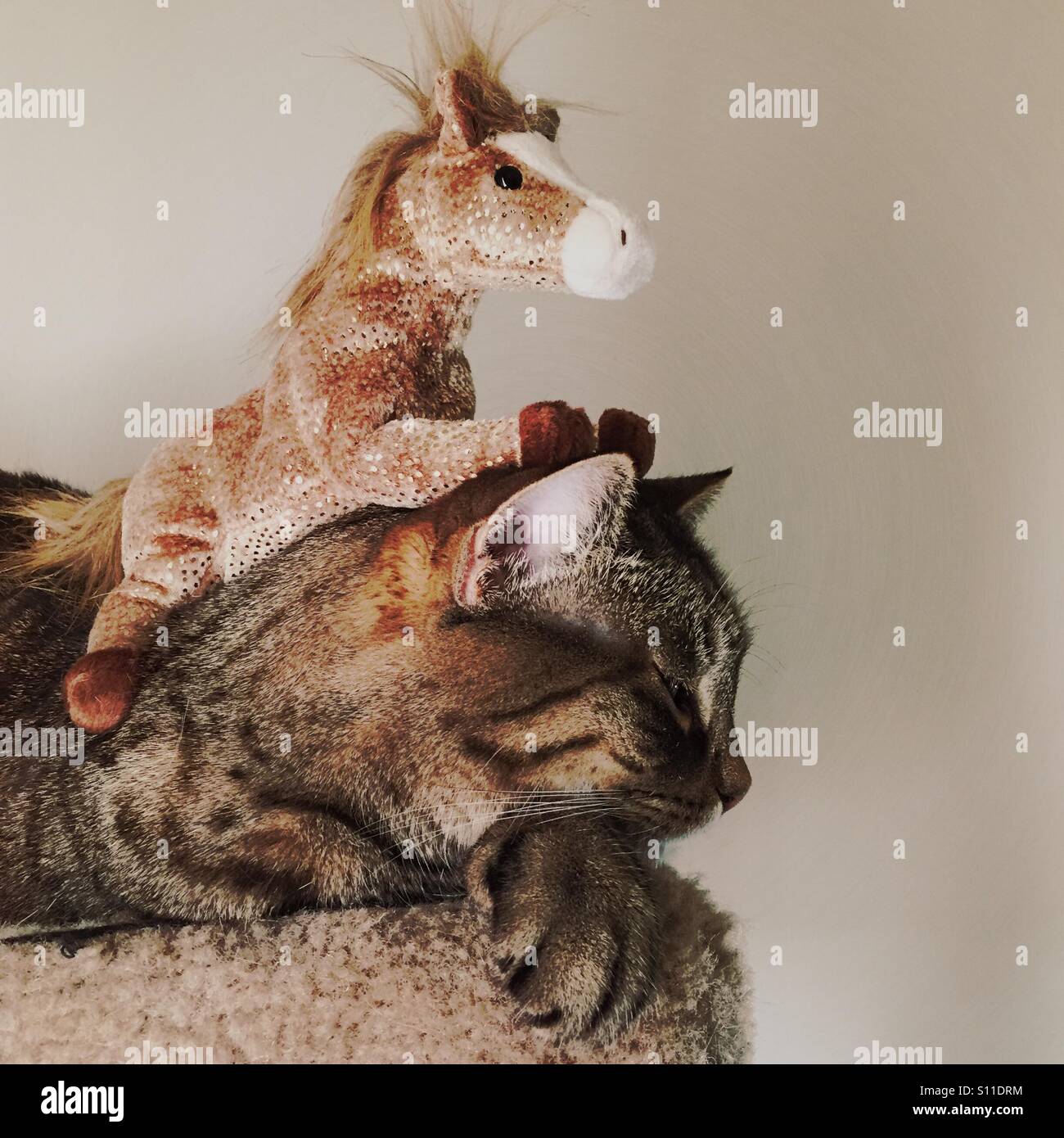 Toy horse on tabby cat Stock Photo