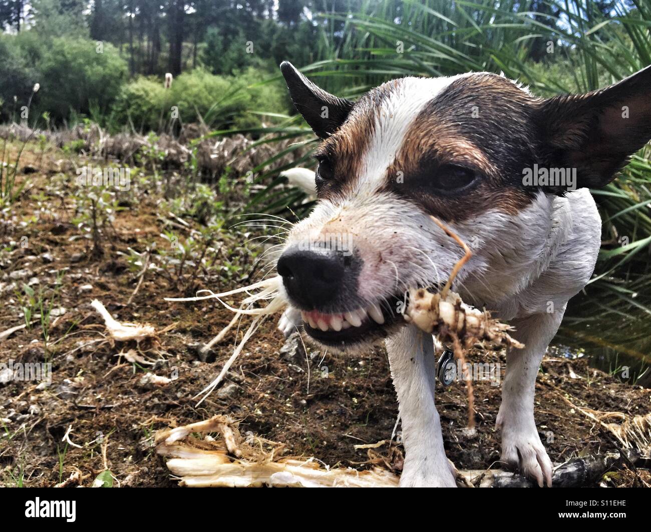 Low angle close up view of a Jack Russell Terrier dog chewing on a stick with her teeth showing - Smartphone Captured Stock Image