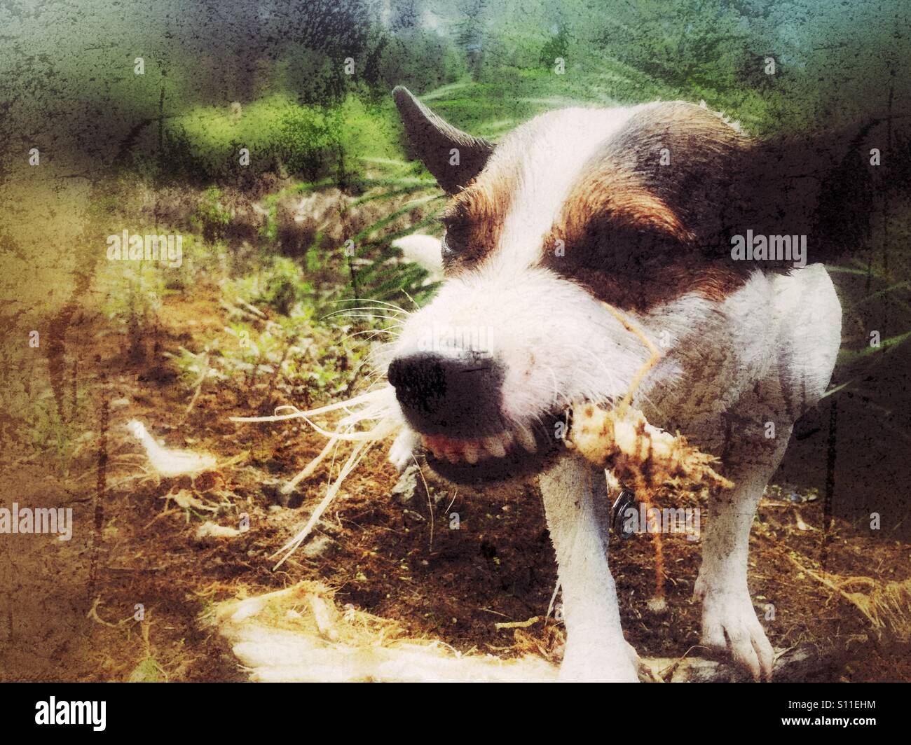 Dog chewing on a stick outdoors with her sharp teeth showing. Distressed edit. - Smartphone Captured Stock Image