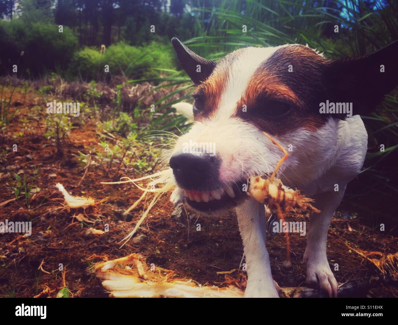 Dog chewing on the fibers of a stick with her sharp teeth showing. Outdoors shot. - Smartphone Captured Stock Image