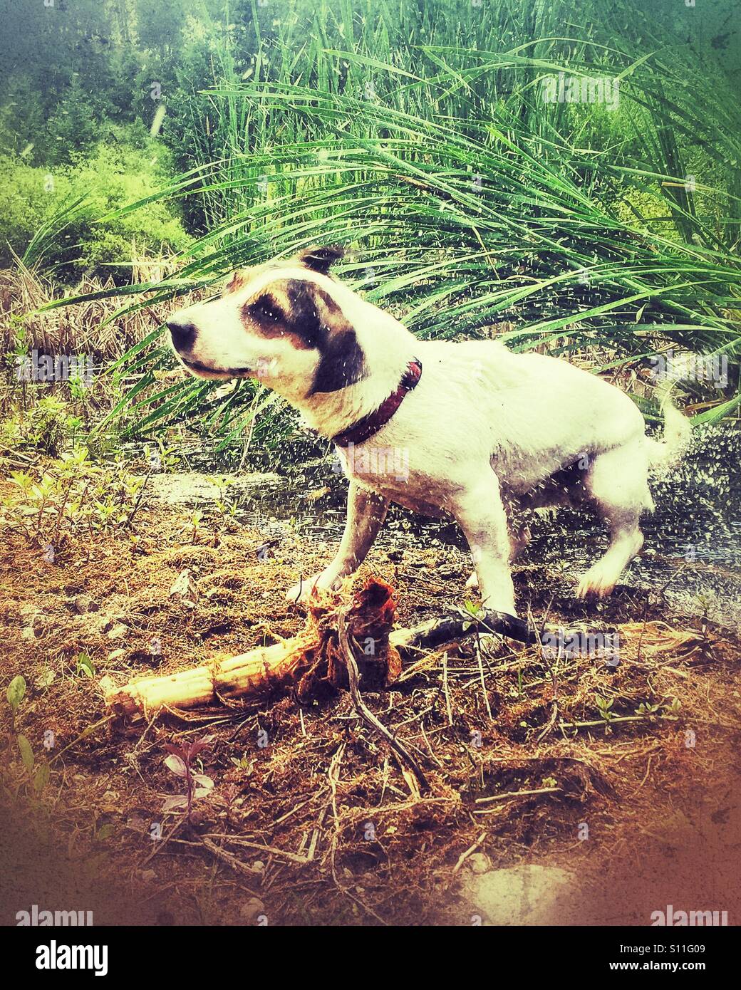 Wet dog shaking water off herself just outside pond. Distressed edit. - Smartphone Captured Stock Image