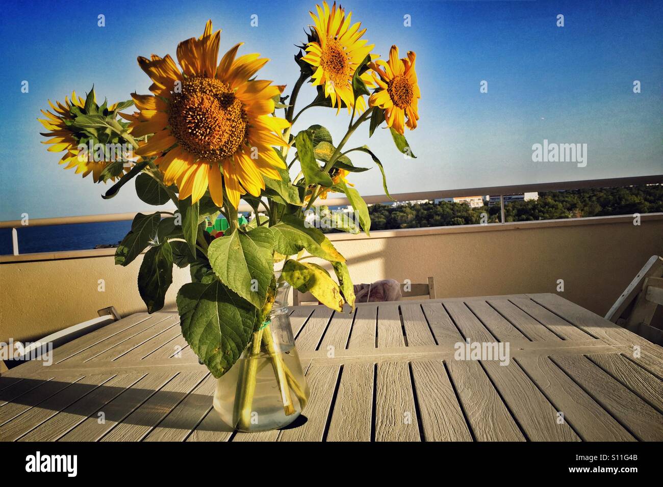 Sunflowers on the balcony Stock Photo