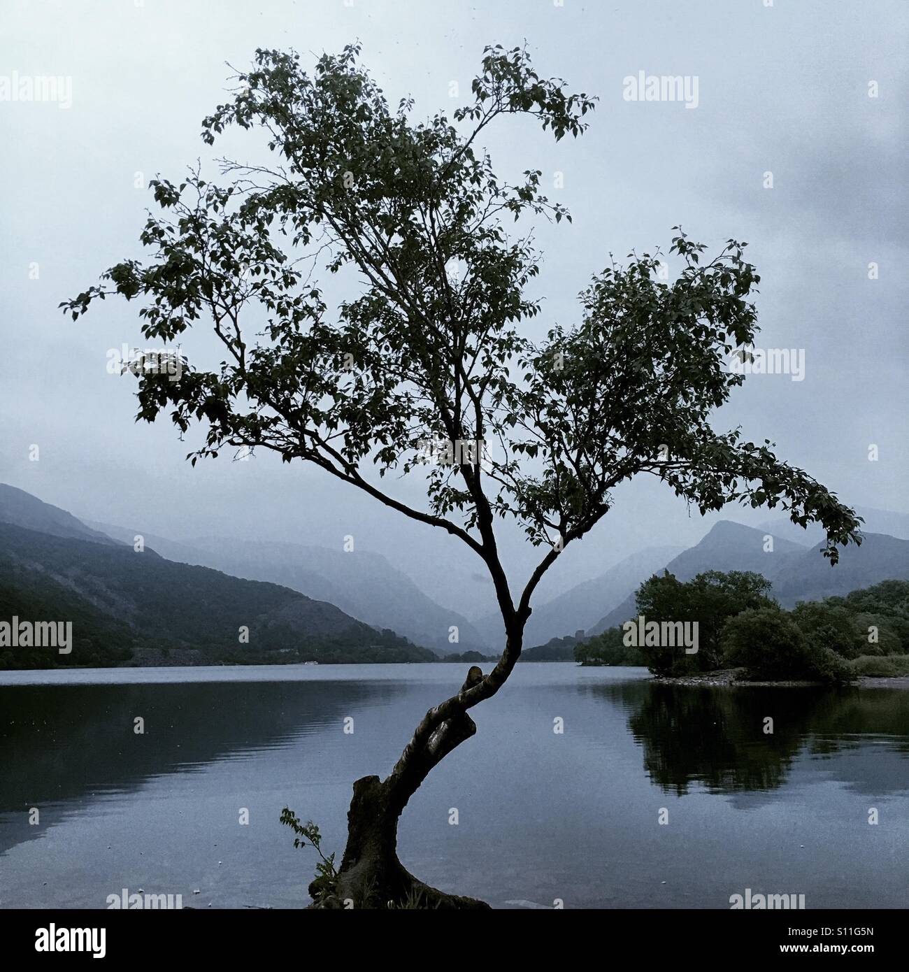 Lone tree at Llyn Padarn, Llanberis, Snowdonia, North Wales Stock Photo