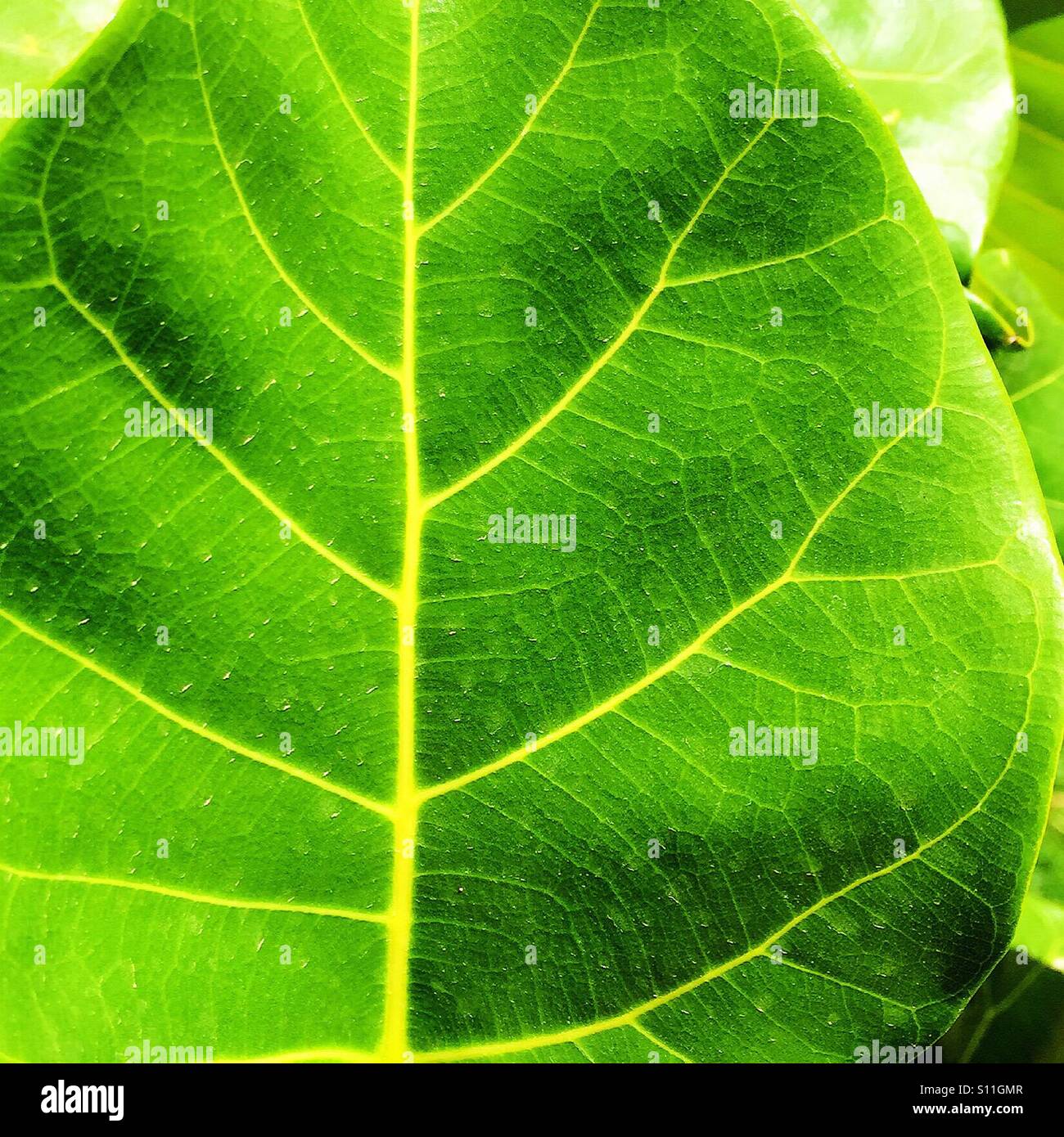 Leaf Veins - Smartphone Captured Stock Image