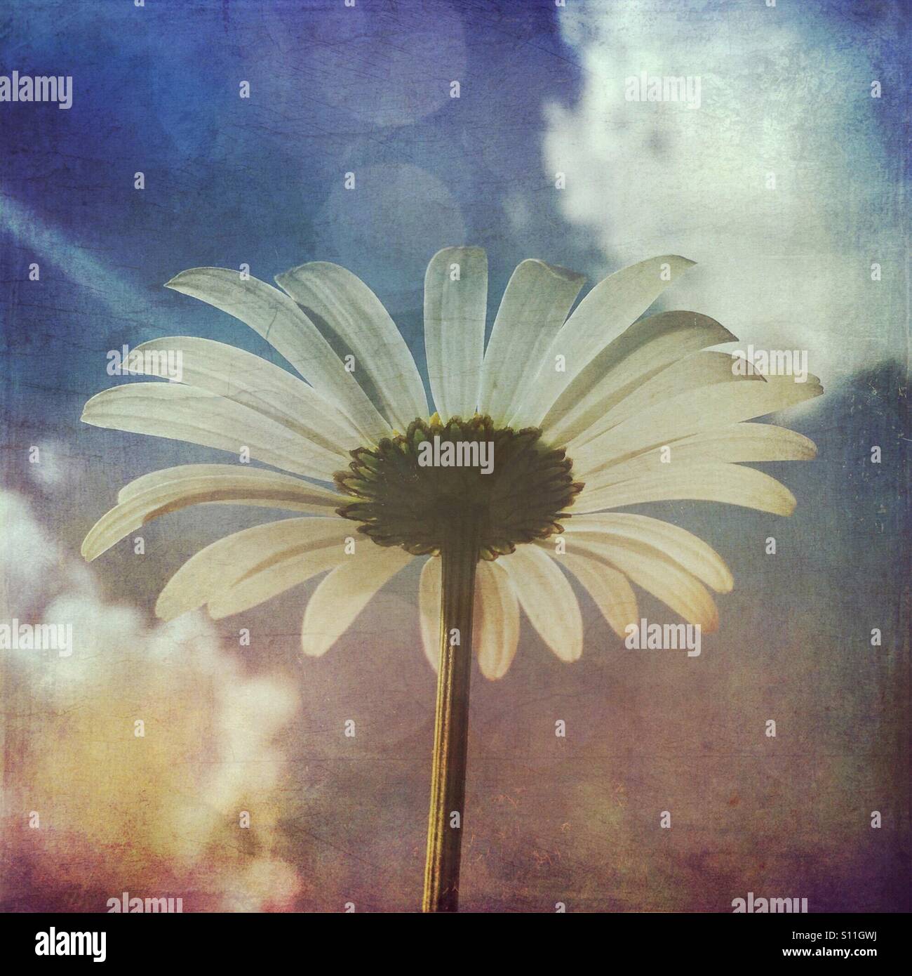 White daisy from below - Smartphone Captured Stock Image