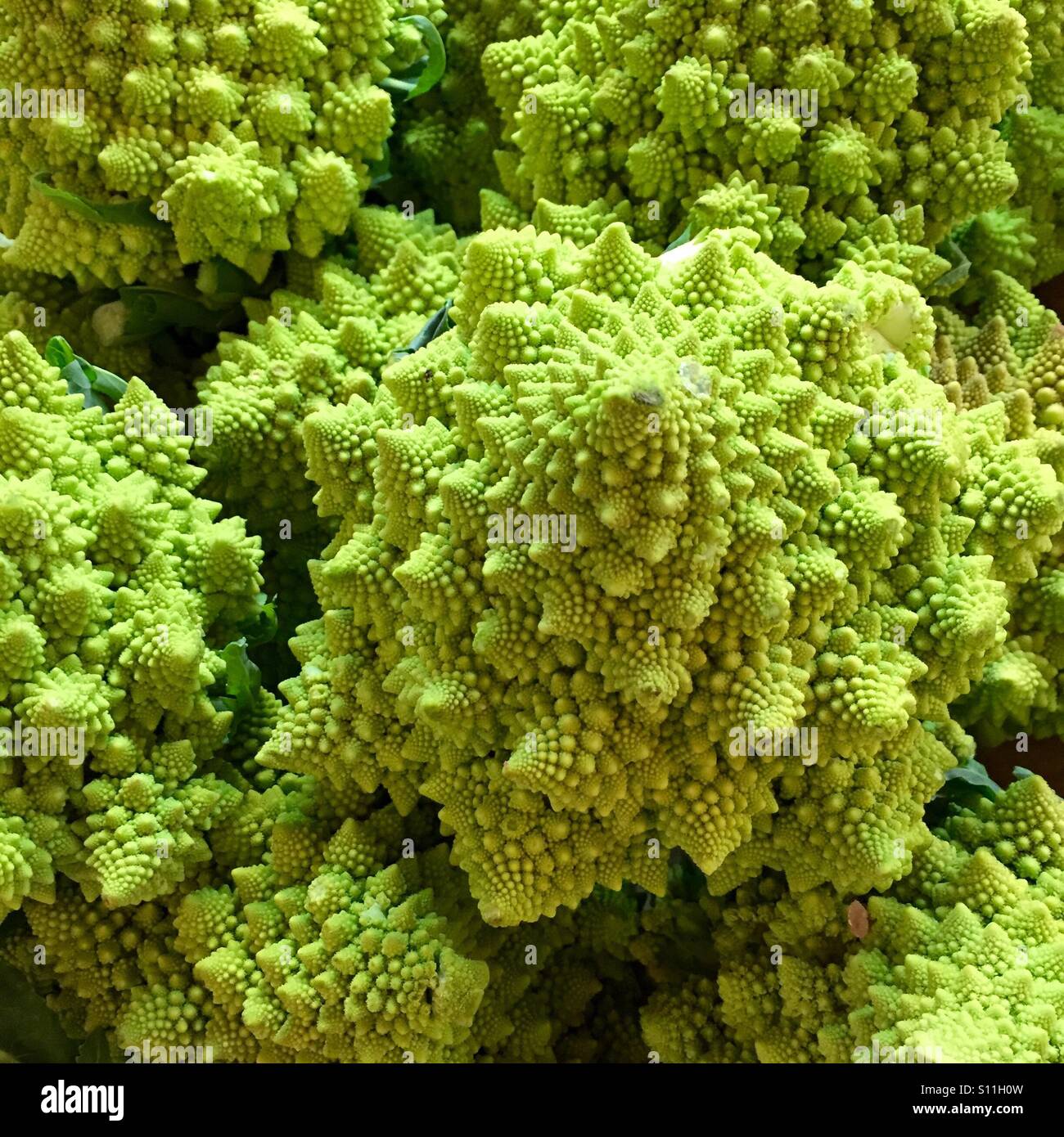 Vegetable Stock Photo