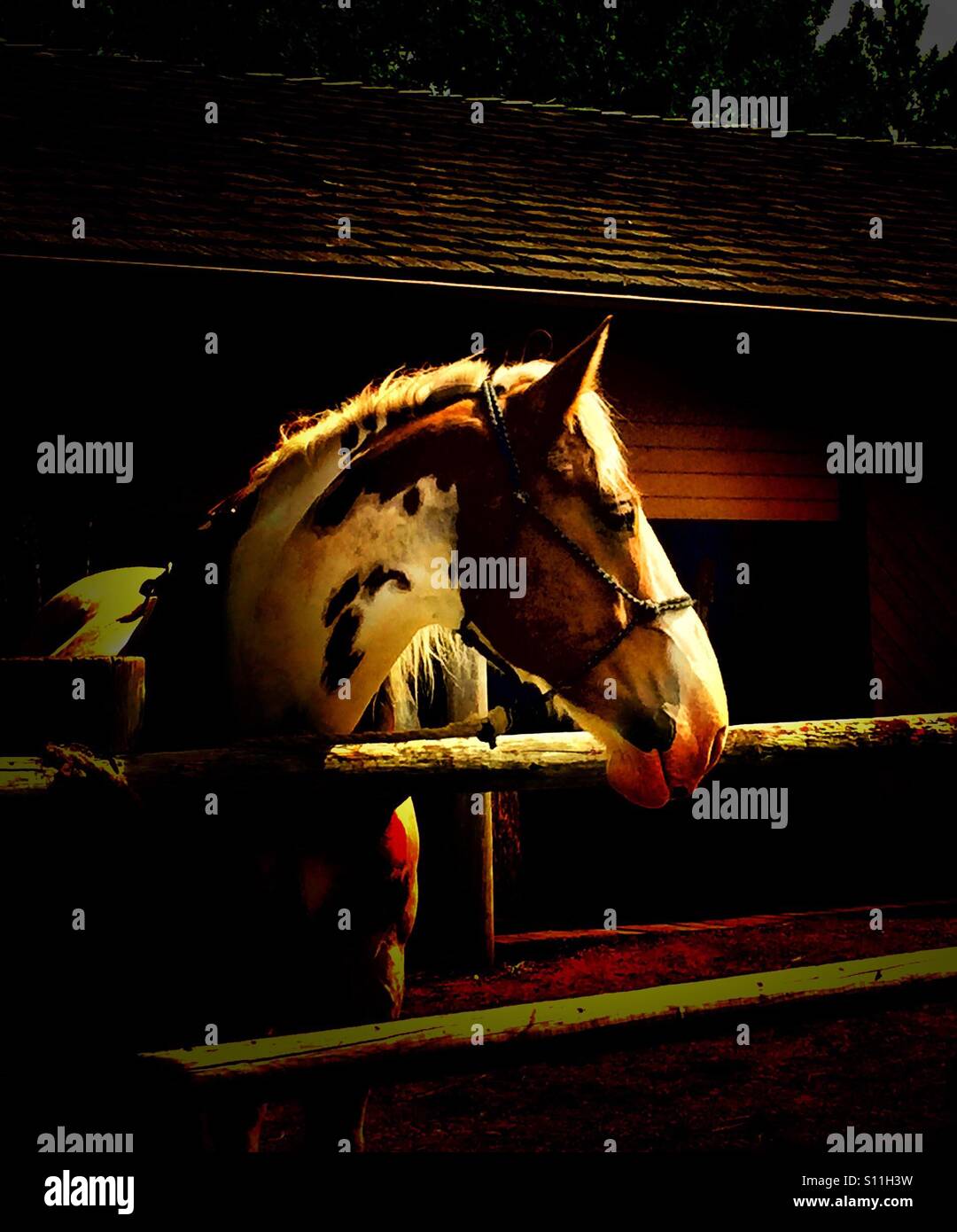 Draft horse in a stable Stock Photo