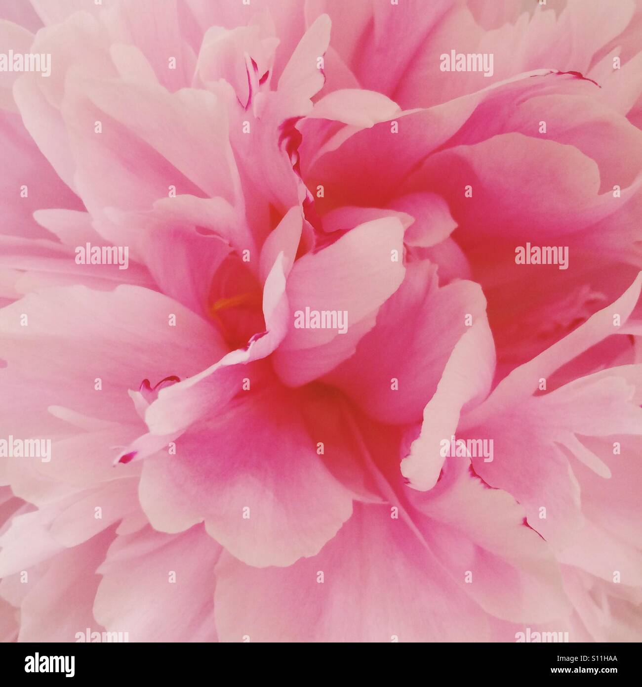 Pink flower petals - Smartphone Captured Stock Image