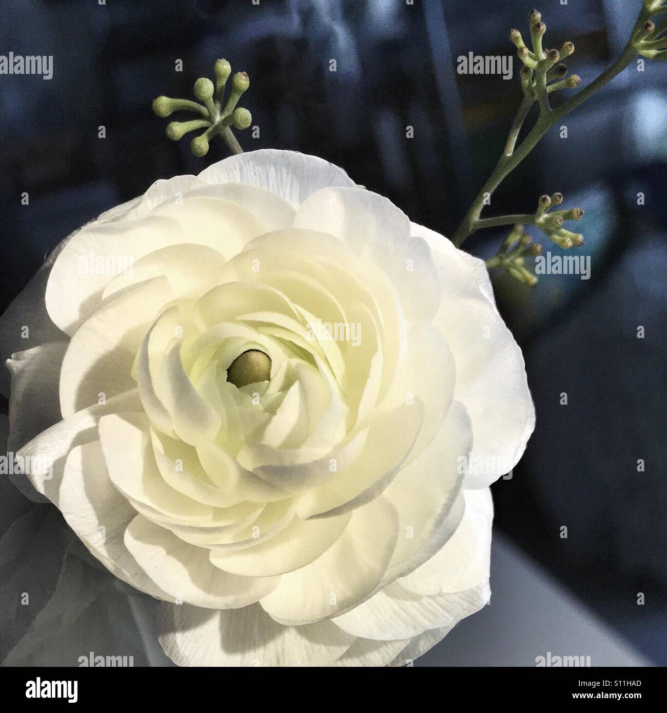 Ranunculus white flower - Smartphone Captured Stock Image