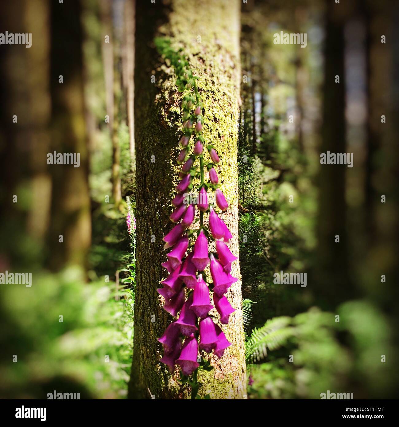 A foxglove flower amongst pine trees in the Galloway Forest park Stock