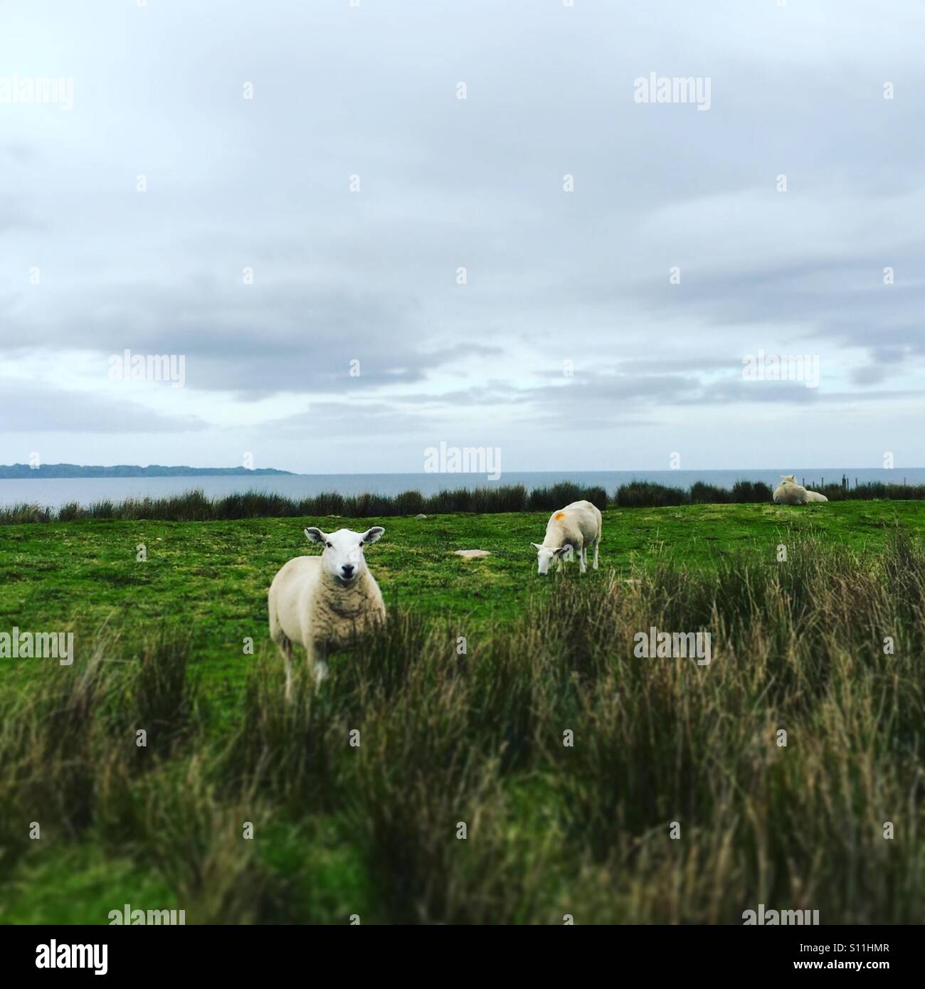 Scotland sheep in field Stock Photo