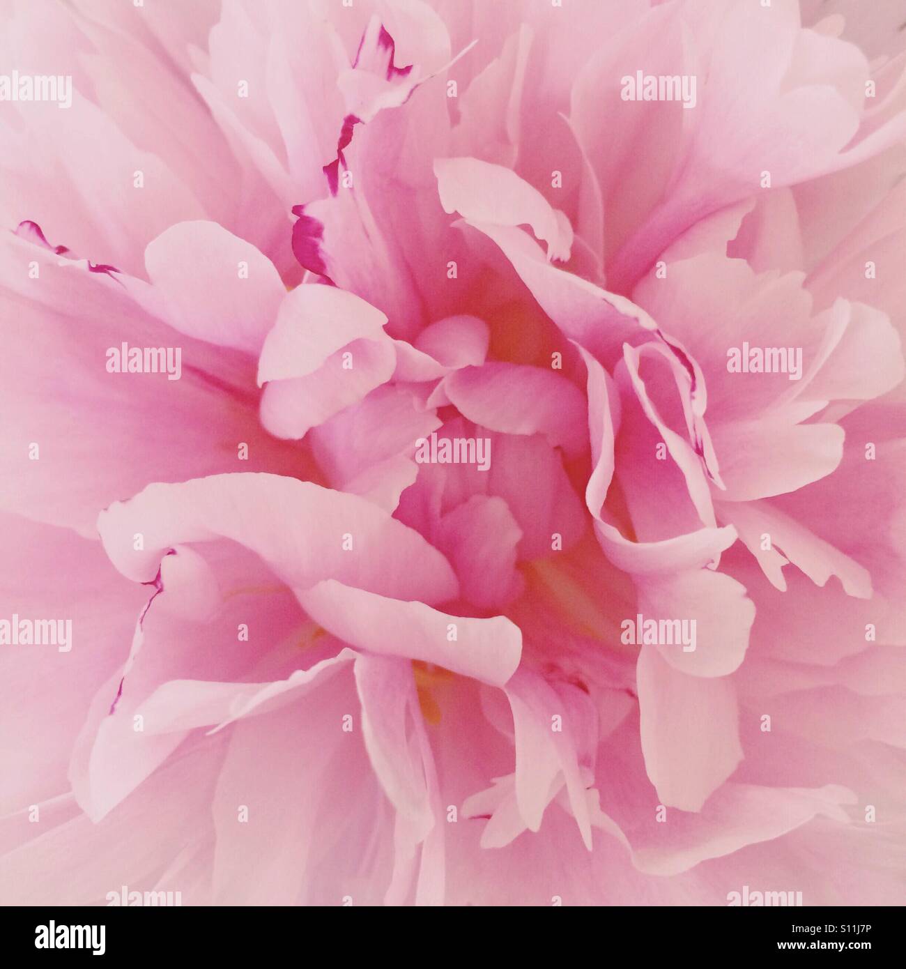 Pink flower petals - Smartphone Captured Stock Image